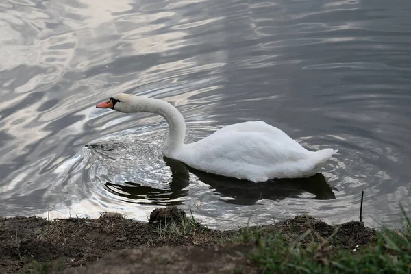 Orgulloso cisne mudo y su imagen de espejo —  Fotos de Stock