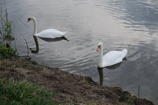 Orgulloso cisne mudo y su imagen de espejo 2 —  Fotos de Stock