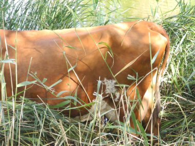 Kahverengi inekler ormandaki çayırlarda otluyor.