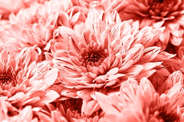 Bouquet Chrysanthèmes Gros Plan Couleur Année 2019 Vivant Corail — Photo