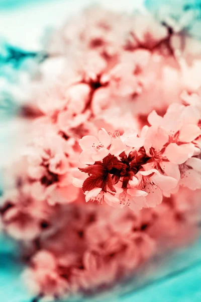 Branch Cherry Blossoms Toning — Stock Photo, Image