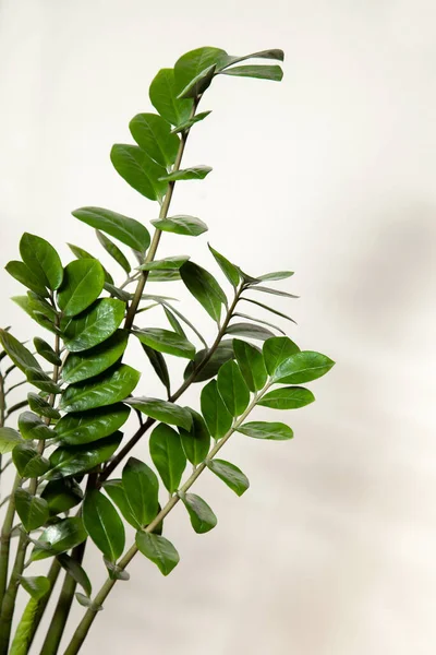 Houseplant Zamioculcas Green Branches Zamioculcus Closeup Copy Space — Stock Photo, Image