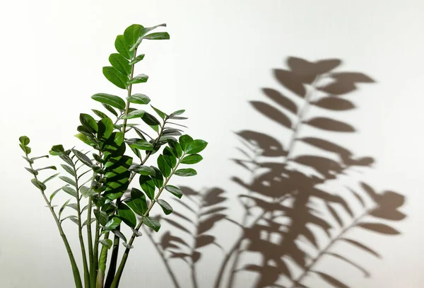 Planta Sala Zamioculcas Ramos Verdes Zamioculcus Closeup Espaço Cópia Sombra Imagens De Bancos De Imagens