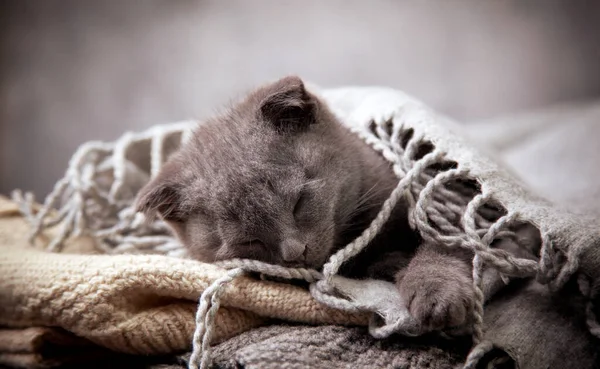 スコティッシュ フォールド子猫は暖かいものに嘘をつく ロイヤリティフリーのストック画像