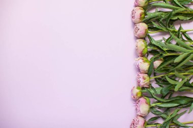 Koyu ve açık pembe şakayıklı leylak arkaplan düzeni