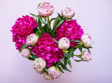 Koyu ve açık pembe şakayıklı leylak arkaplan düzeni