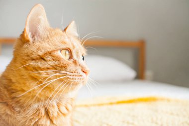 Beyaz bir yatakta örülmüş sarı bir ekose üzerinde kırmızı arsız şişman kedi. Kopyalama alanı