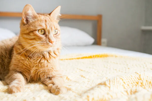 Red Impudent Fat Cat Knitted Yellow Plaid White Bed Copyspace — Stock Photo, Image