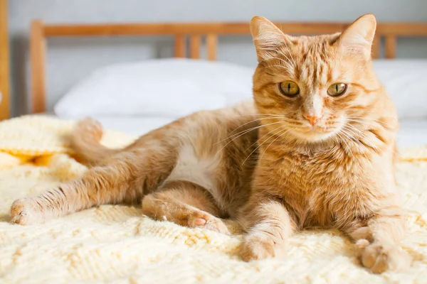 Rode Onbeschaamde Dikke Kat Een Gebreide Gele Ruit Een Wit — Stockfoto