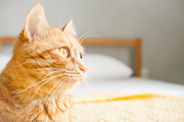 Red impudent fat cat on a knitted yellow plaid on a white bed. Copyspace