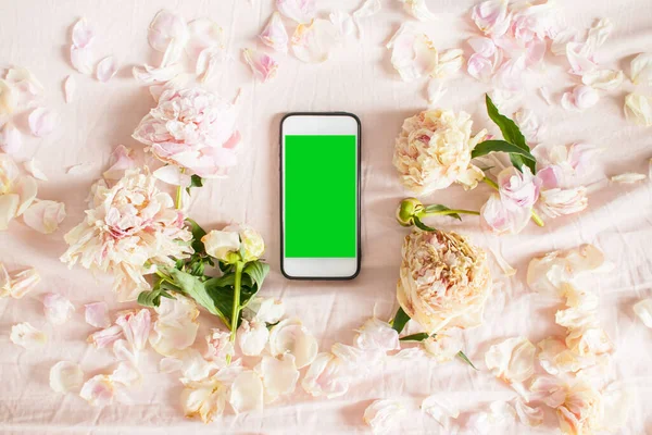 Üst manzara: ortasında beyaz bir akıllı telefon bulunan kuru pembe şakayık ve taç yaprakları.
