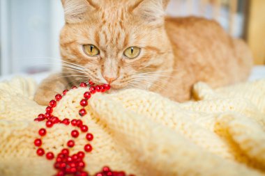 Şişko tembel bir kızıl kedi, yeni yıl oyuncaklarıyla örülmüş sarı bir battaniyenin üzerinde yatıyor: altın ve kırmızı toplar..