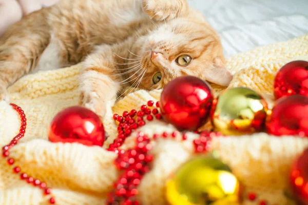 A fat lazy ginger cat lies on a knitted yellow blanket with New Years toys: gold and red balls. — Stock Photo, Image