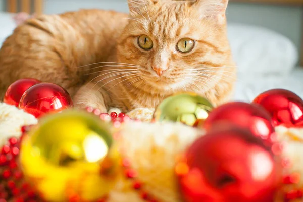 A fat lazy ginger cat lies on a knitted yellow blanket with New Years toys: gold and red balls.