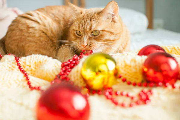Fat Lazy Ginger Cat Lies Knitted Yellow Blanket New Year — Stock Photo, Image