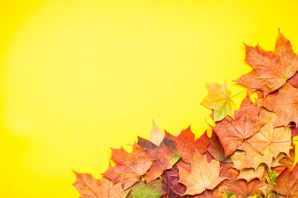 Diseño de hojas de arce de otoño rojo y naranja y manzanas de jardín sobre un fondo amarillo brillante. — Foto de Stock