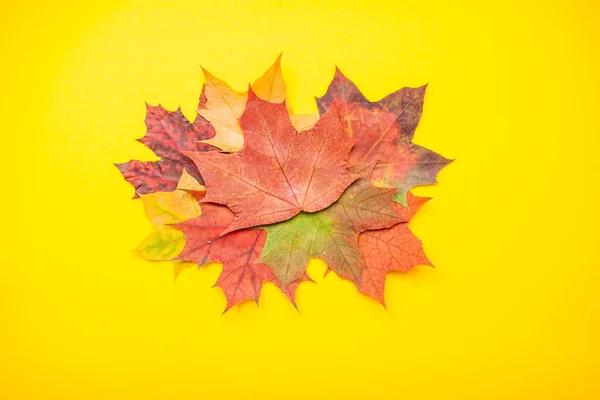 Diseño de hojas de arce de otoño rojo y naranja y manzanas de jardín sobre un fondo amarillo brillante. — Foto de Stock