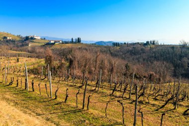 İtalya Rosazzo Abbey, Collio, Friuli Venezia Giulia yakınındaki asma alanlardaki güneşli sabah