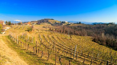 İtalya Rosazzo Abbey, Collio, Friuli Venezia Giulia yakınındaki asma alanlardaki güneşli sabah