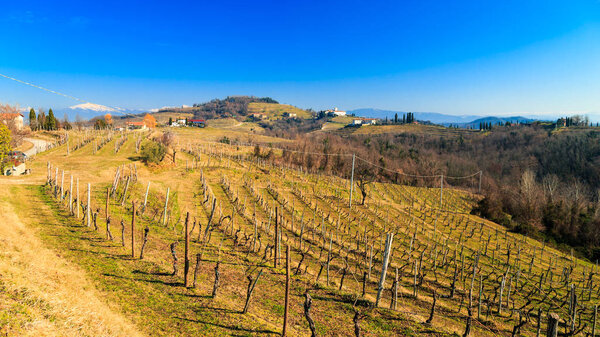 Sunny morning in the grapevine fields near the Abbey of Rosazzo, Collio, Friuli Venezia-Giulia, Italy