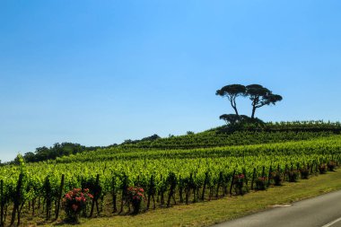 Buttrio 'nun üzüm bağları bir yaz günü. Collio Friulano, Udine Eyaleti, Friuli Venezia-Giulia, İtalya