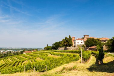 Buttrio 'nun üzüm bağları bir yaz günü. Collio Friulano, Udine Eyaleti, Friuli Venezia-Giulia, İtalya