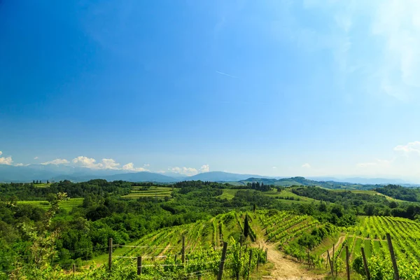 Winnice Buttrio Letni Dzień Collio Friulano Prowincja Udine Friuli Wenecja — Zdjęcie stockowe