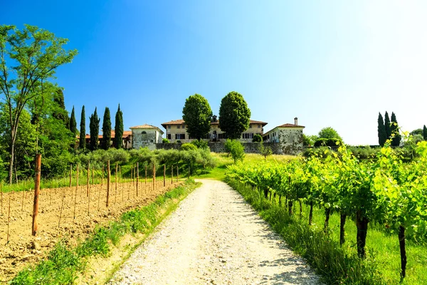 Vineyards Buttrio Summer Day Collio Friulano Udine Province Friuli Venezia — Stock Photo, Image