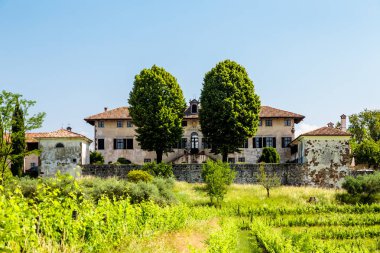 Buttrio 'nun üzüm bağları bir yaz günü. Collio Friulano, Udine Eyaleti, Friuli Venezia-Giulia, İtalya