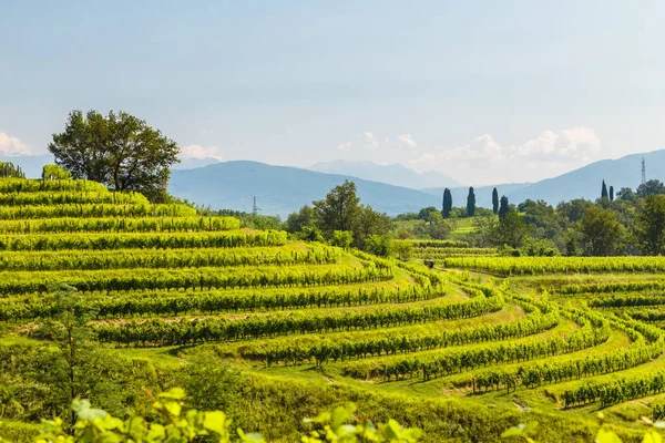 Buttrio 'nun üzüm bağları bir yaz günü. Collio Friulano, Udine Eyaleti, Friuli Venezia-Giulia, İtalya