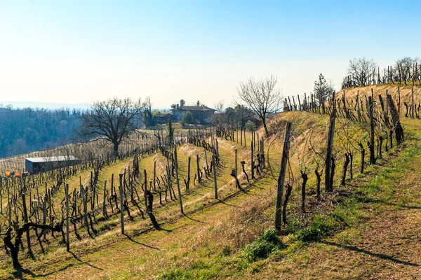 Sunny Morning Grapevine Fields Abbey Rosazzo Collio Friuli Venezia Giulia — Stock Photo, Image