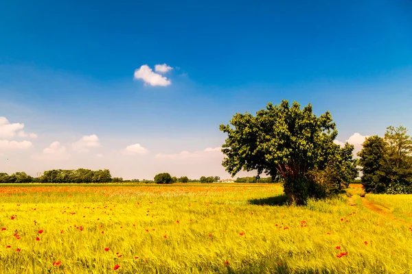 Alanları Kırsal Friuli Venezia Giulia — Stok fotoğraf