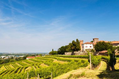 Buttrio 'nun üzüm bağları bir yaz günü. Collio Friulano, Udine Eyaleti, Friuli Venezia-Giulia, İtalya