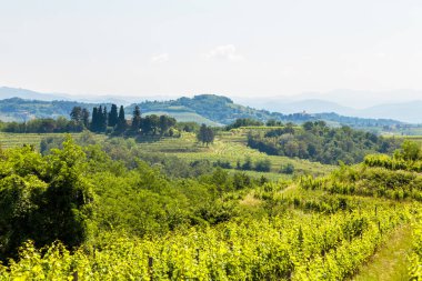 Buttrio 'nun üzüm bağları bir yaz günü. Collio Friulano, Udine Eyaleti, Friuli Venezia-Giulia, İtalya