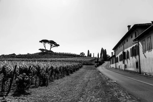 Vinhas Buttrio Dia Verão Collio Friulano Província Udine Friuli Venezia — Fotografia de Stock