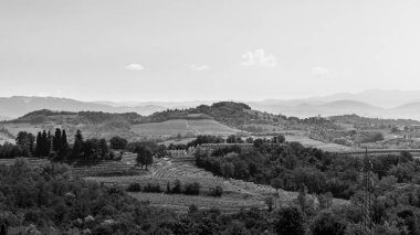 Buttrio 'nun üzüm bağları bir yaz günü. Collio Friulano, Udine Eyaleti, Friuli Venezia-Giulia, İtalya