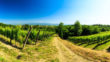 Buttrio 'nun üzüm bağları bir yaz günü. Collio Friulano, Udine Eyaleti, Friuli Venezia-Giulia, İtalya