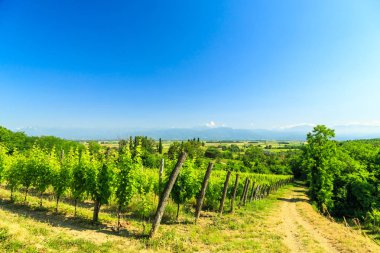 Buttrio 'nun üzüm bağları bir yaz günü. Collio Friulano, Udine Eyaleti, Friuli Venezia-Giulia, İtalya