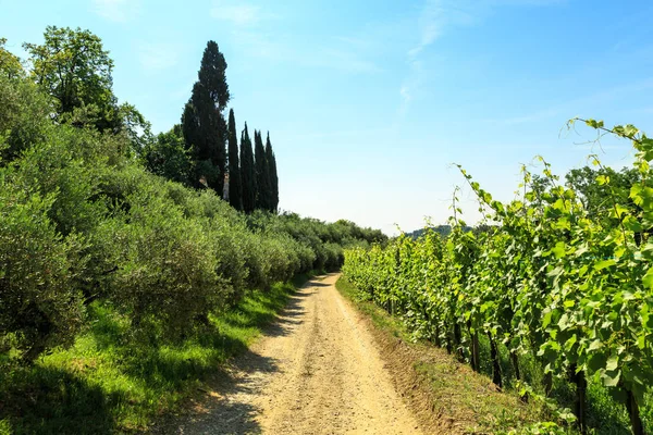 Die Weinberge Von Buttrio Einem Sommertag Collio Friulano Provinz Udine — Stockfoto
