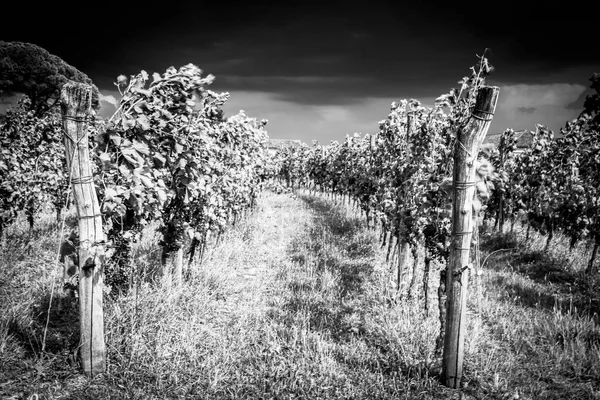 Tempestade Aproxima Das Vinhas Nos Campos Collio Itália — Fotografia de Stock