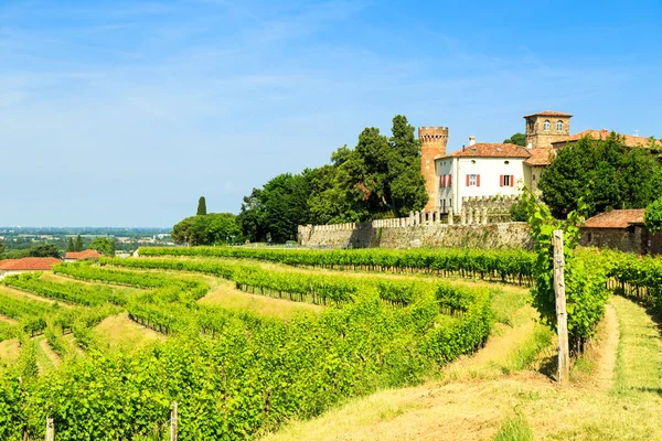 夏天里布特里欧的葡萄园Collio Friulano Udine省 Friuli Naquia Giulia 意大利 — 图库照片