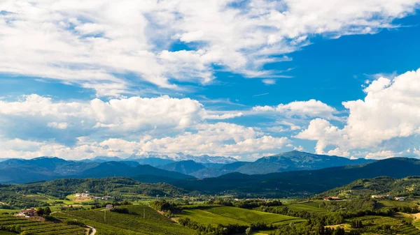 夏の午後にスロベニアとの国境にあるイタリアのブドウ畑 — ストック写真