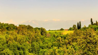 Buttrio 'nun üzüm bağları bir yaz günü. Collio Friulano, Udine Eyaleti, Friuli Venezia-Giulia, İtalya