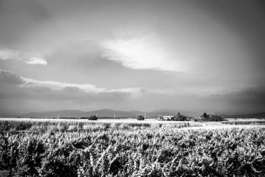İtalya, Collio 'daki üzüm bağlarına fırtına yaklaşıyor.