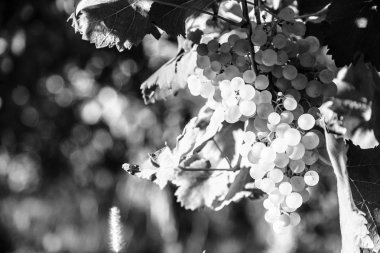 Collio 'da günbatımı, iyi bir şarap üretimiyle bilinen bir yer, Friuli, İtalya