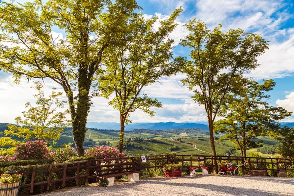 Italian Vineyards Border Slovenia Summer Afternoon — Stock Photo, Image