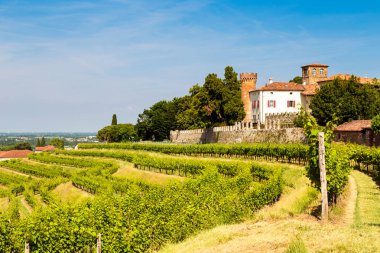 Buttrio 'nun üzüm bağları bir yaz günü. Collio Friulano, Udine Eyaleti, Friuli Venezia-Giulia, İtalya