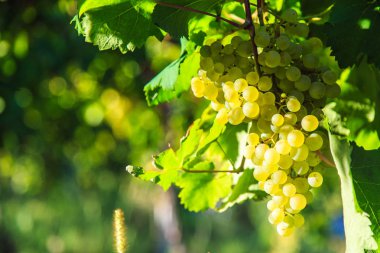 Collio 'da günbatımı, iyi bir şarap üretimiyle bilinen bir yer, Friuli, İtalya