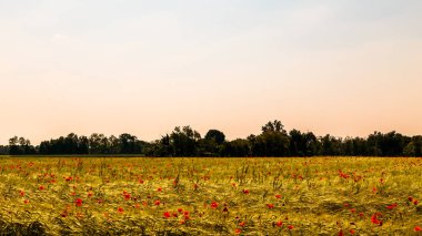 Alanları kırsal, Friuli Venezia Giulia