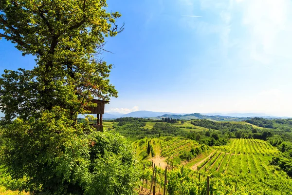 Виноградники Бутріо Літній День Collio Friulano Udine Province Friuli Venezia — стокове фото